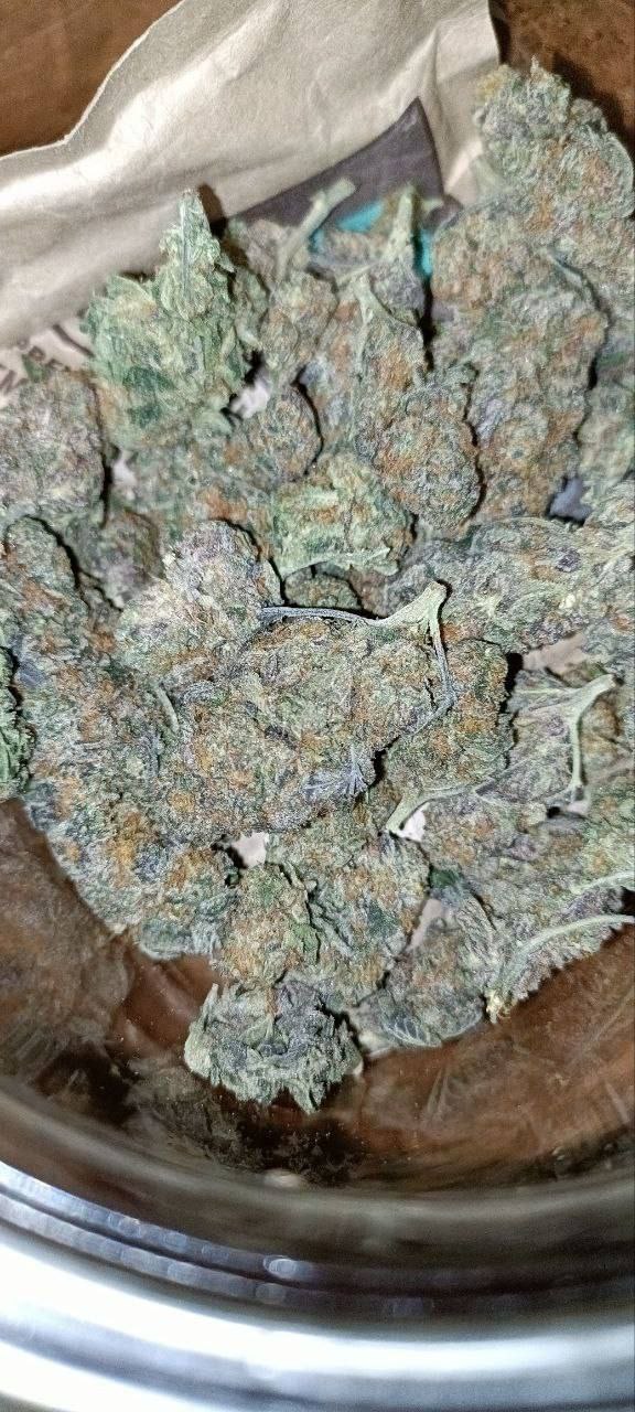 weed gelato x dosidos