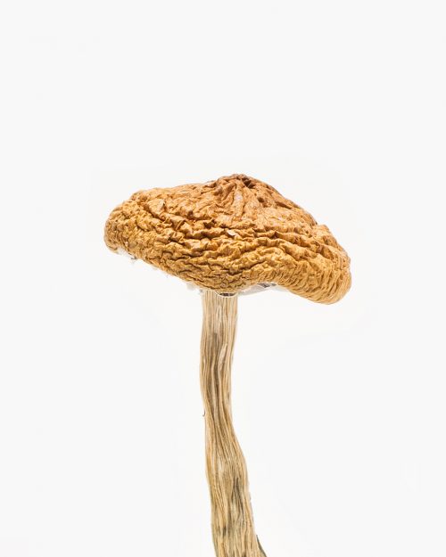 British Columbia Mushroom